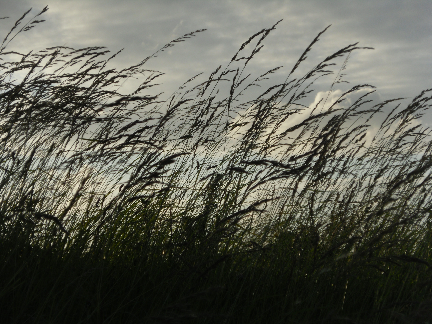 Gräser im Wind