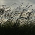 Gräser im Wind