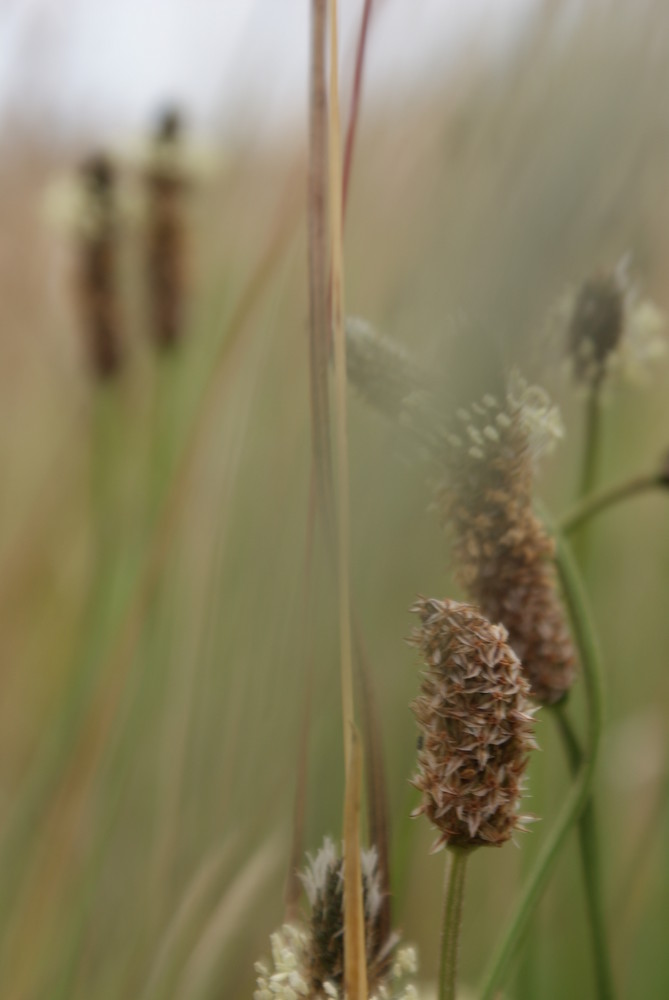 Gräser im Wind