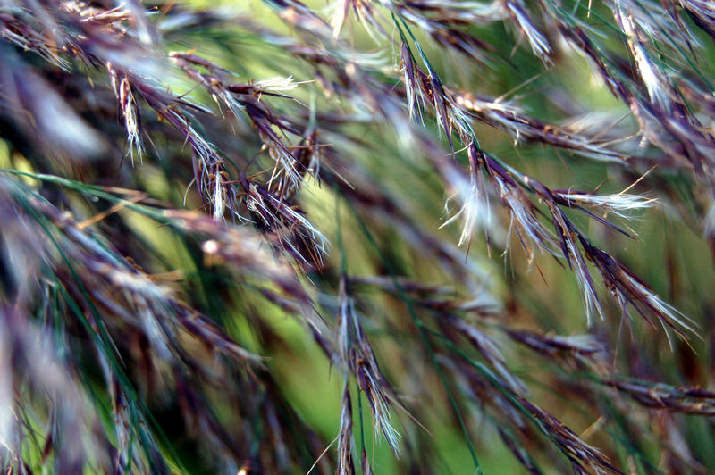 Gräser im Wind