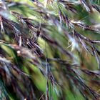 Gräser im Wind