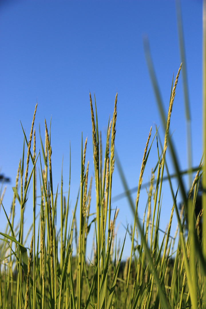 Gräser im Wind