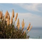 Gräser im Wind