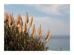 Gräser im Wind