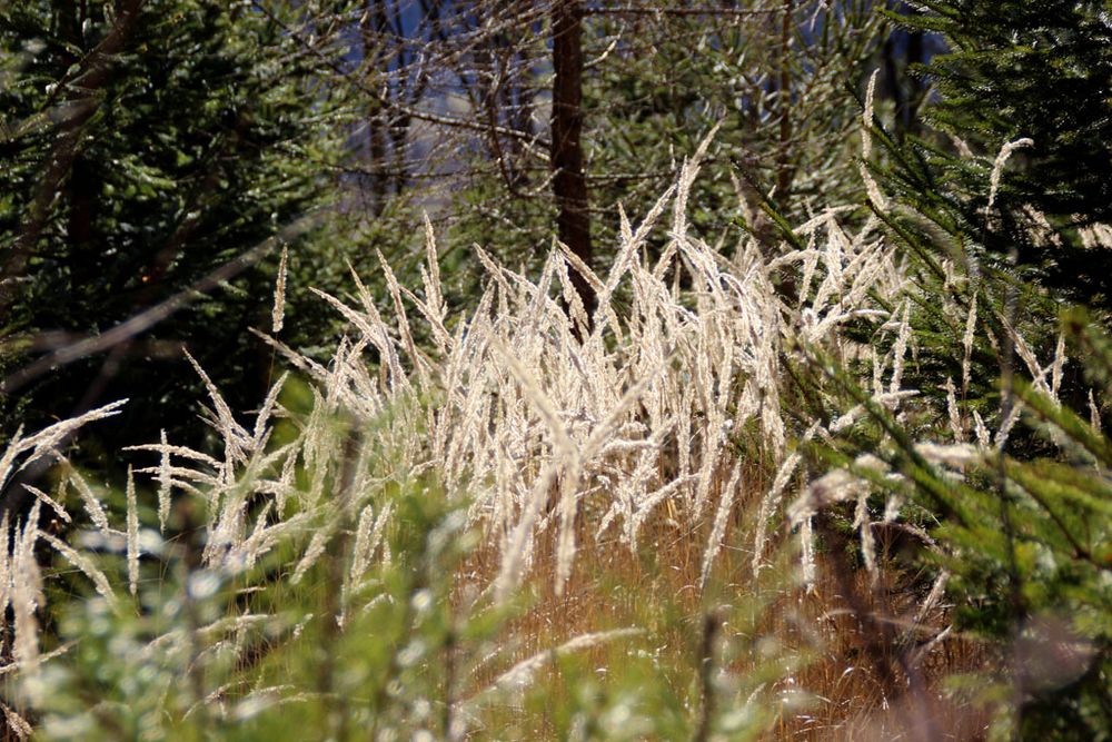 Gräser im Wind Foto & Bild pflanzen, samen, winter, natur Bilder auf