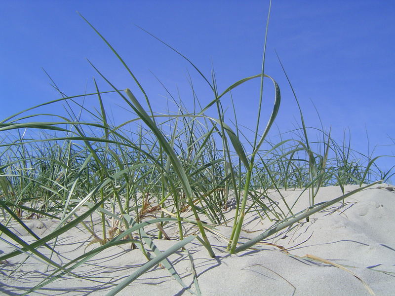 Gräser im Wind