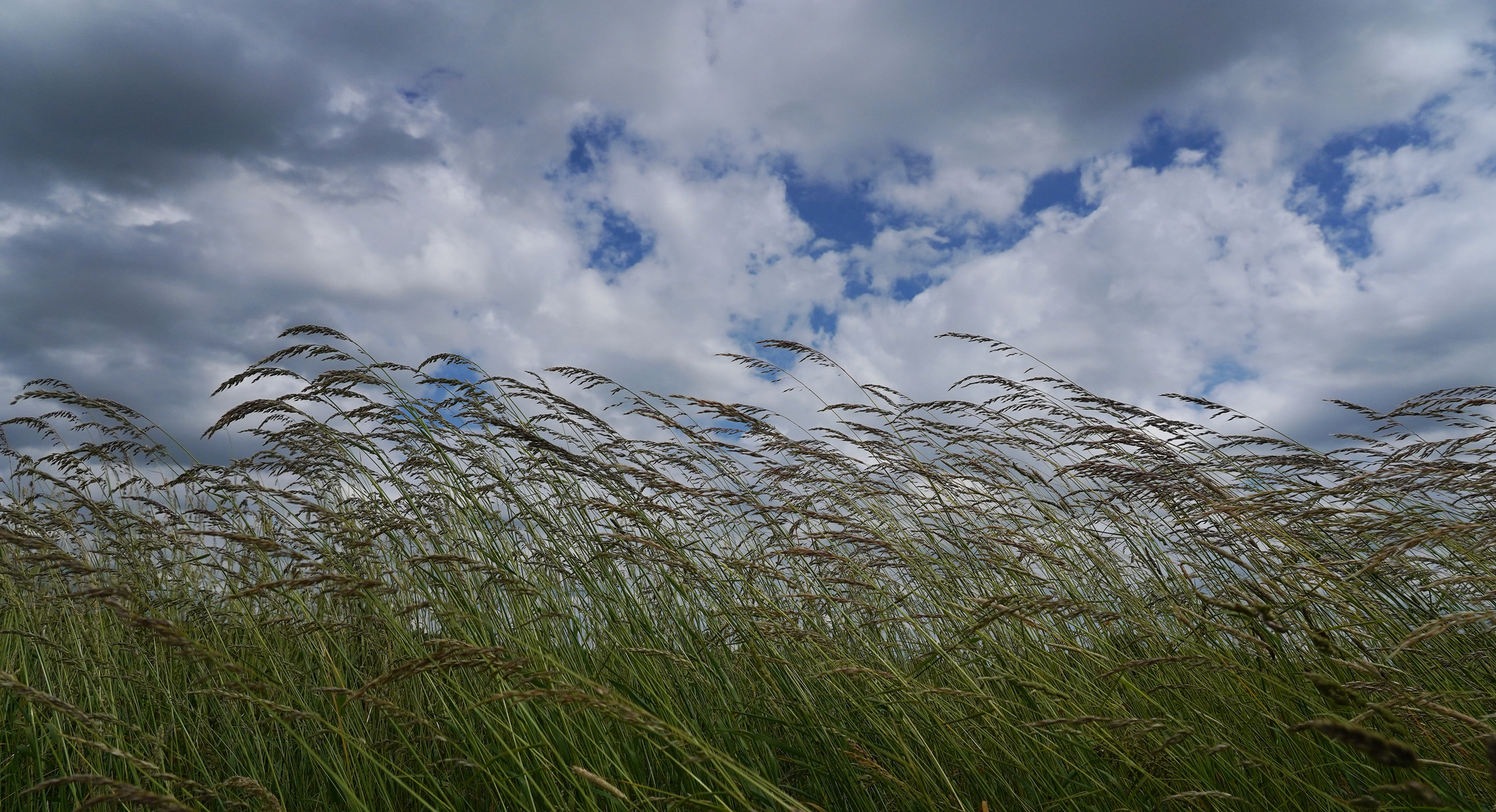 Gräser im Wind