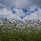 Gräser im Wind