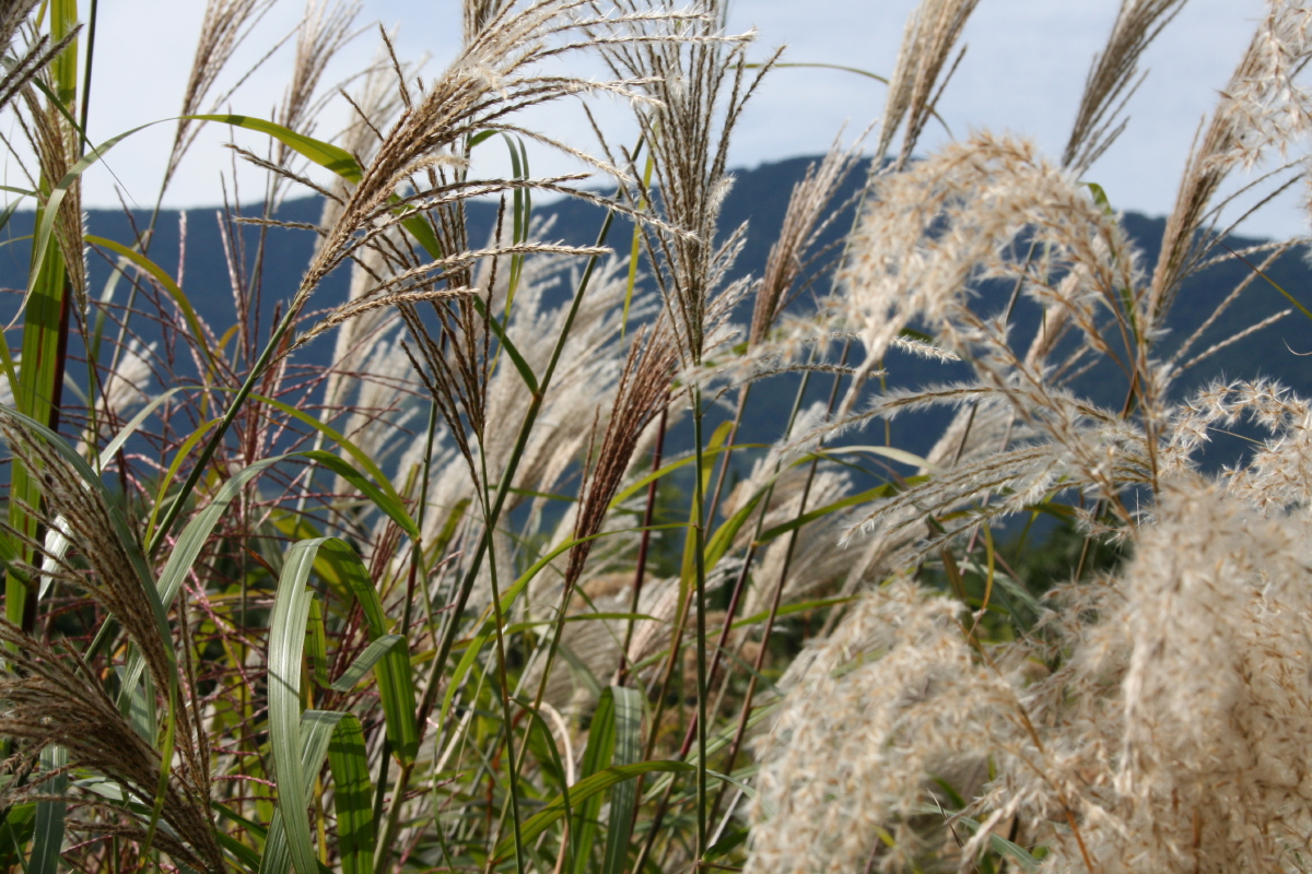 Gräser im Wind