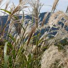 Gräser im Wind