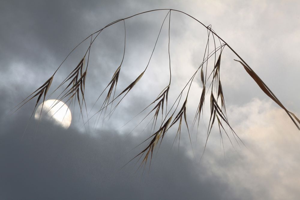 Gräser im Wind