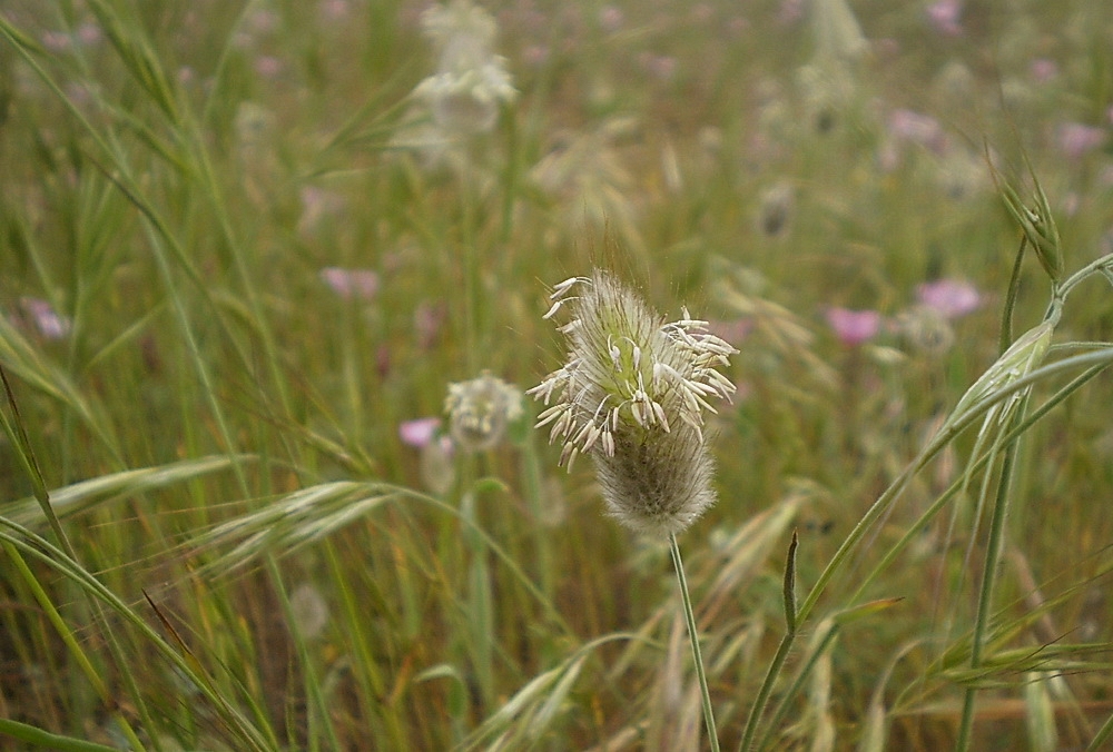 Gräser im Wind