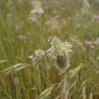 Gräser im Wind