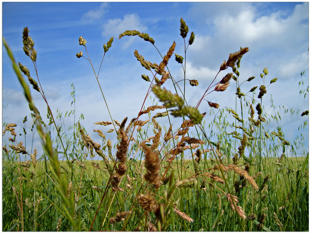 Gräser im Wind