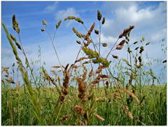 Gräser im Wind