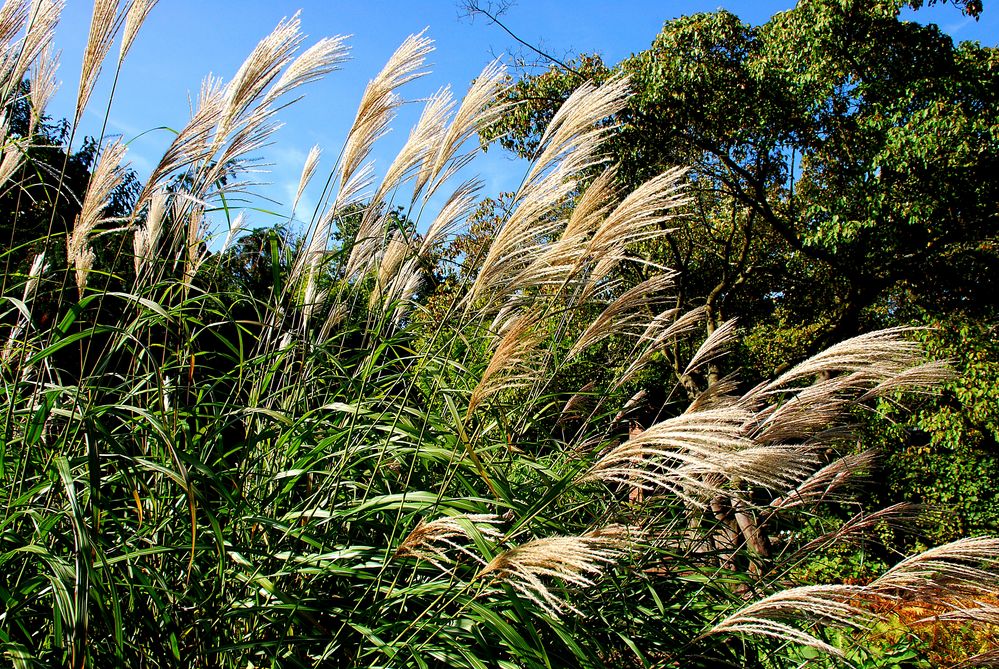 Gräser im Wind