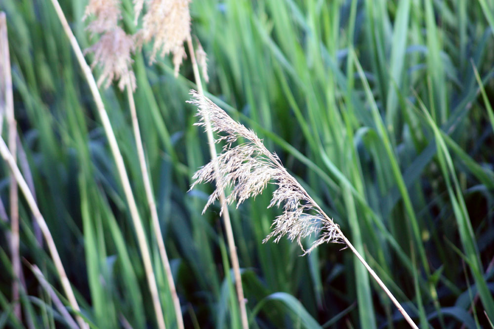 Gräser im Wind Foto & Bild blumen, natur, landschaft Bilder auf