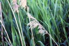 Gräser im Wind