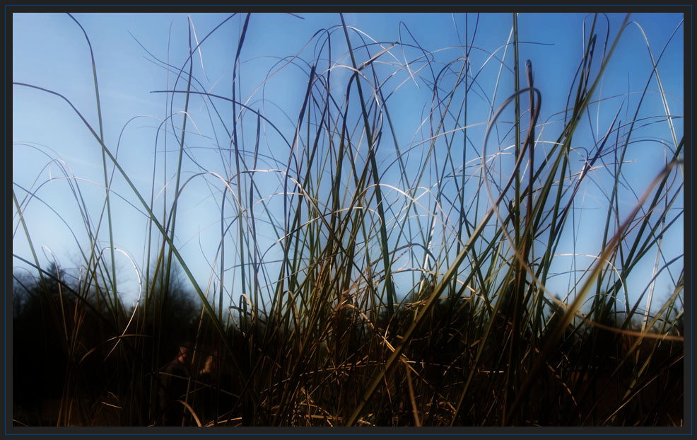 Gräser im Wind