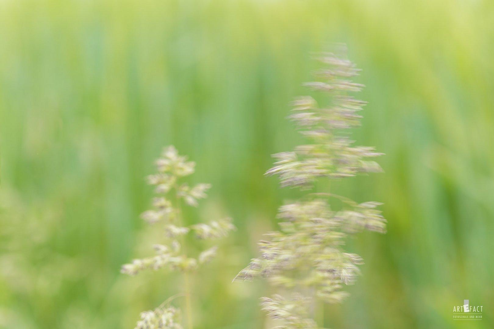 Gräser im Wind