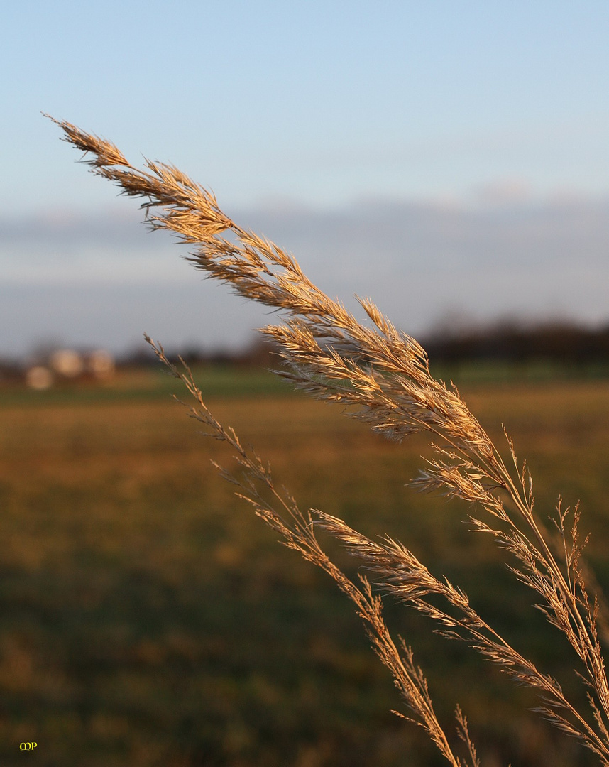 Gräser im Wind am See