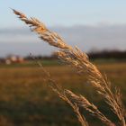 Gräser im Wind am See