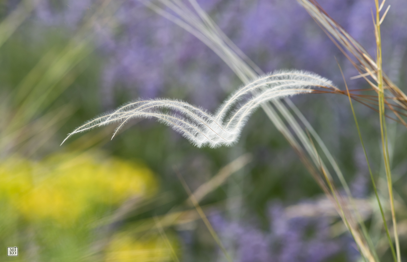 Gräser im Wind