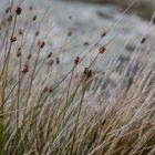 Gräser im Wind