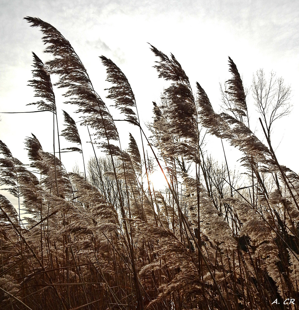 Gräser im Wind