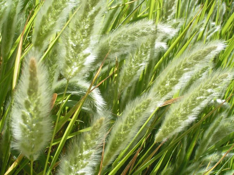 Gräser im Wind