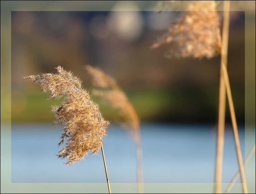 Gräser im Wind