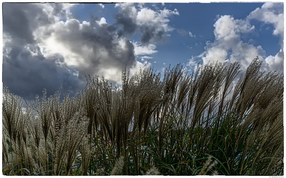 Gräser im Wind