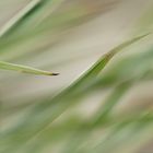 Gräser im Wind