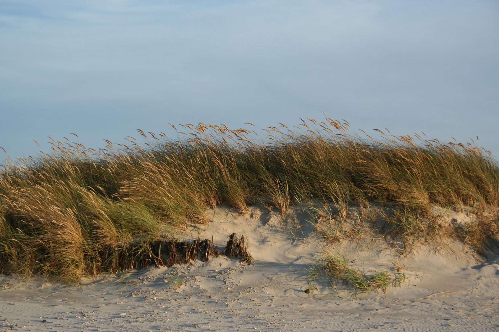 Gräser im Wind