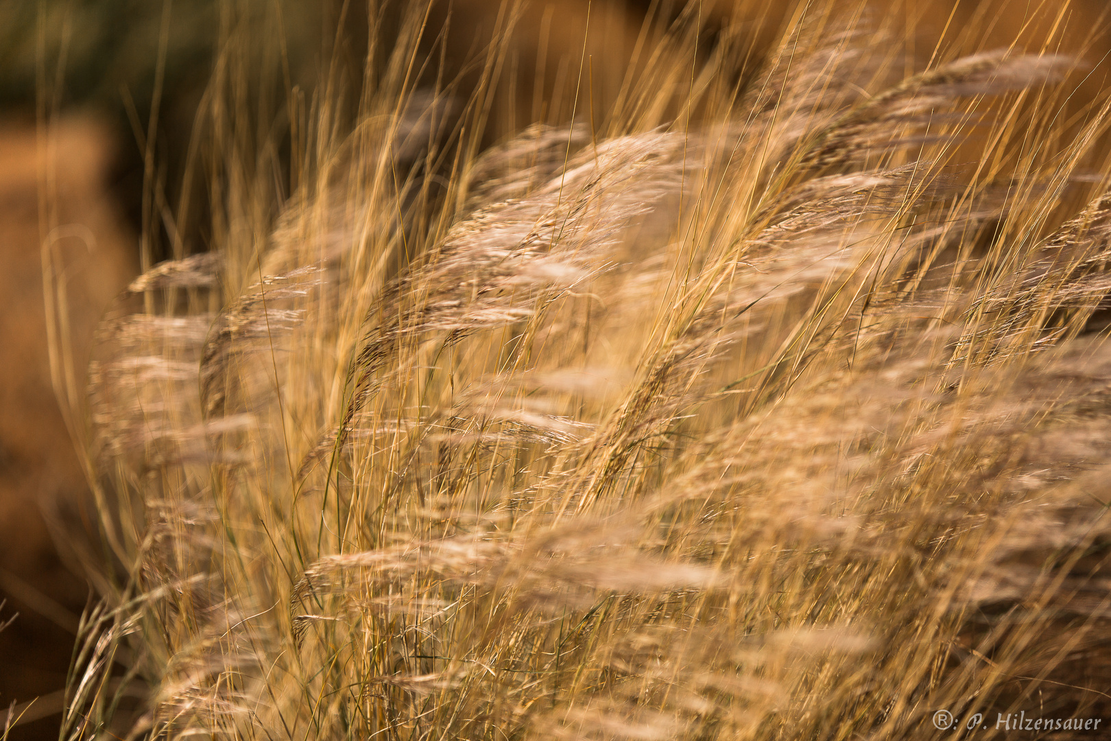 Gräser im Wind