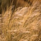 Gräser im Wind