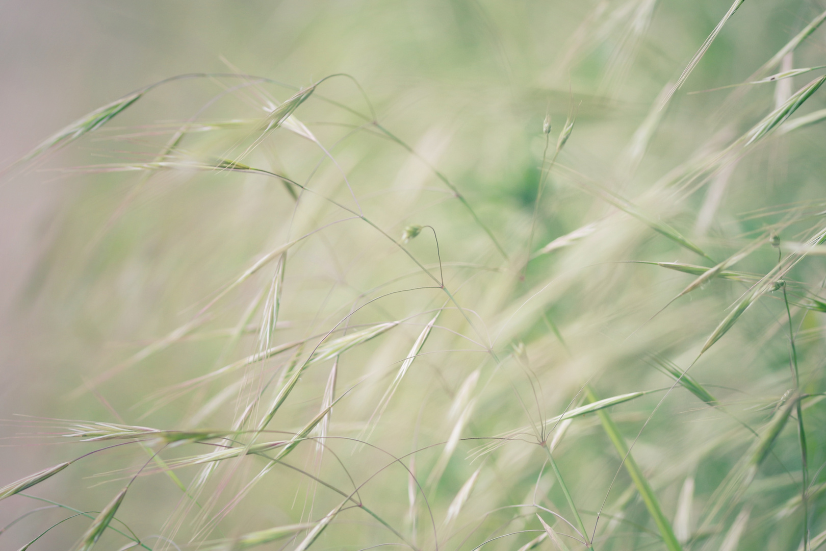 Gräser im Wind 