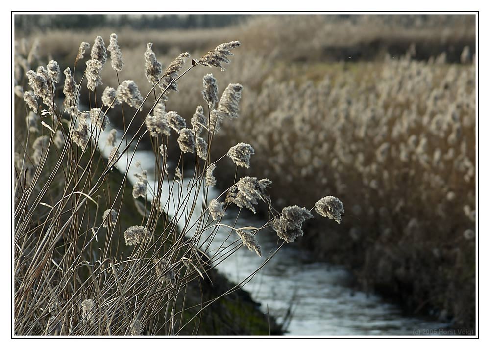 Gräser im Wind