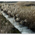 Gräser im Wind