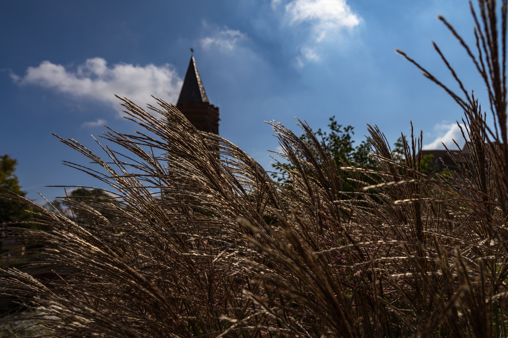 Gräser im Wind