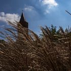 Gräser im Wind