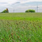 Gräser im Wind