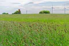 Gräser im Wind