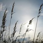 Gräser im Wind