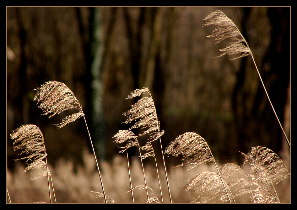 Gräser im Wind