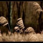 Gräser im Wind