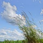 Gräser im Wind