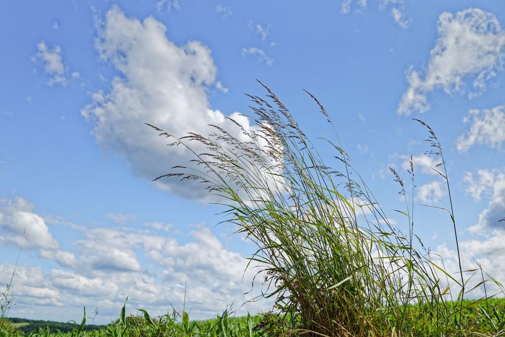 Gräser im Wind