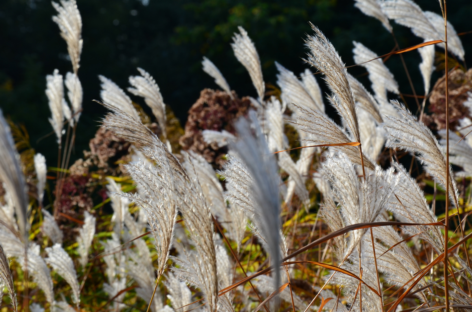 Gräser im Wind