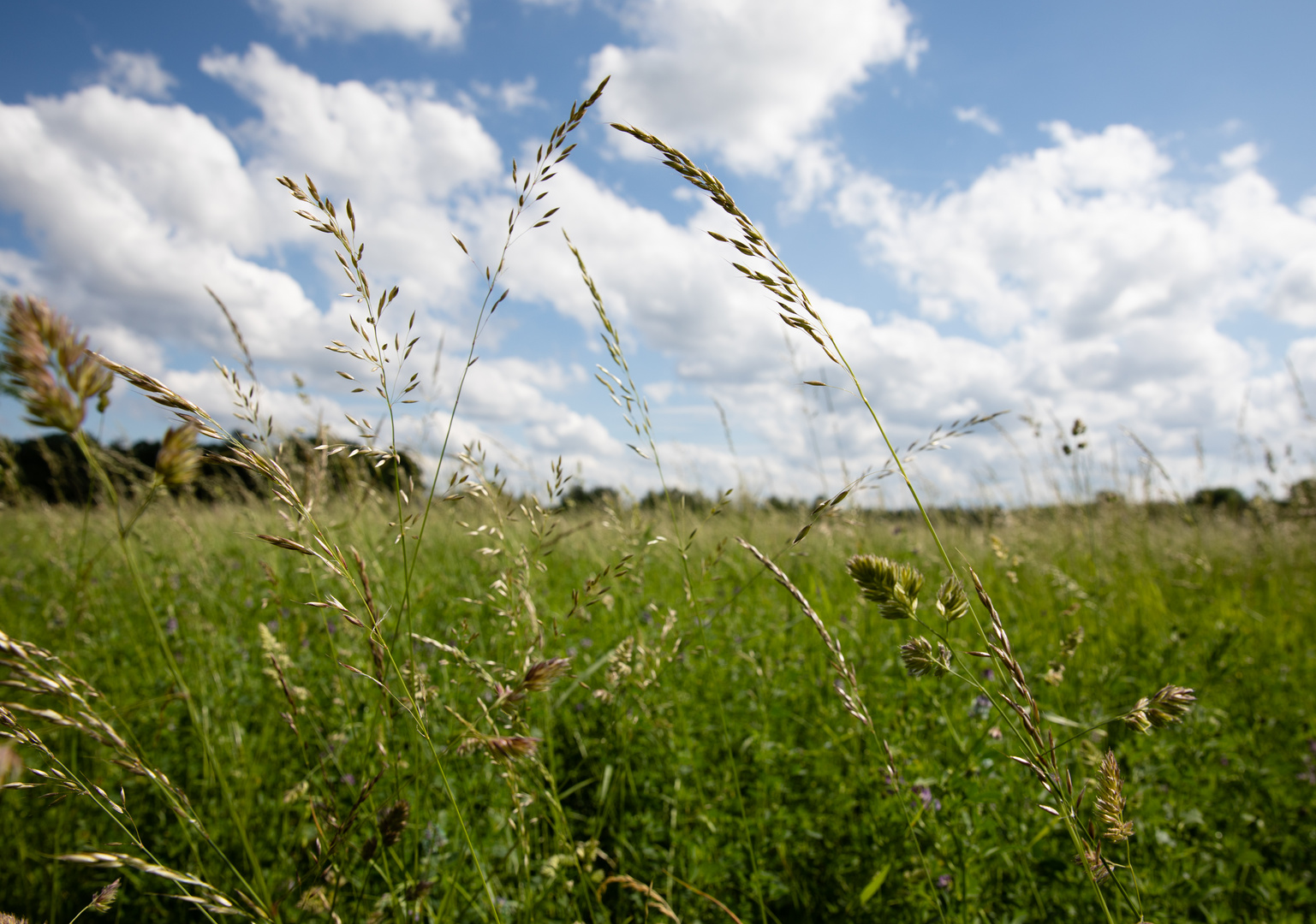 Gräser im Wind